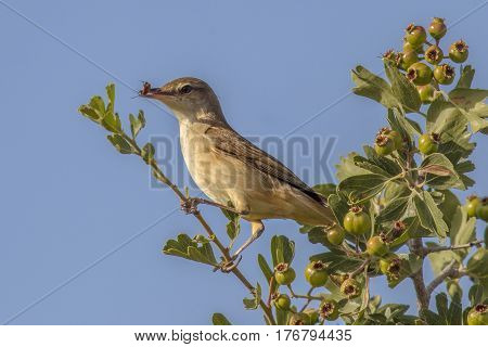 Olive-tree Warbler With Insect Prey