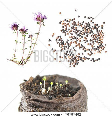 Flower, seeds and seedling of wild thyme (Thymus serpyllum) isolated on white background