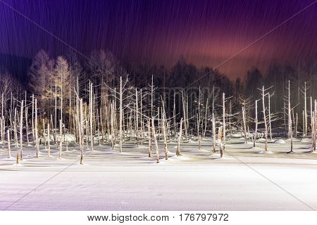 Biei, Japan at Aoike Blue Pond in winter.