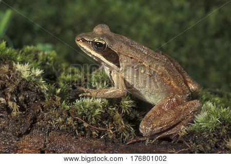 A male Wood Frog, Lithobates sylvaticus sits on a mossy log in the woods