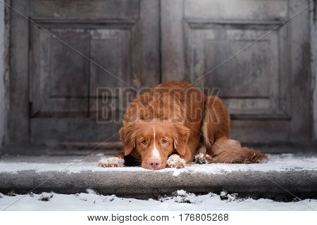 Nova Scotia Duck Tolling Retriever Dog lying at the wooden door