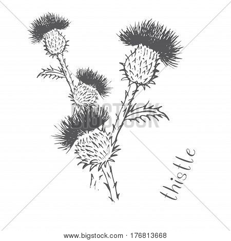 Thistle thorn plant grass drawn by hand