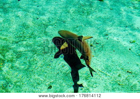 A young shark and his shadow taken from above the water.
New Providence Island, Nassau, Bahamas.