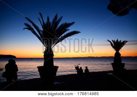 Palm trees on way by the sea at sunset