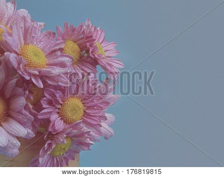 Beautiful chrysanthemum as background picture. Chrysanthemum wallpaper. (vintage)