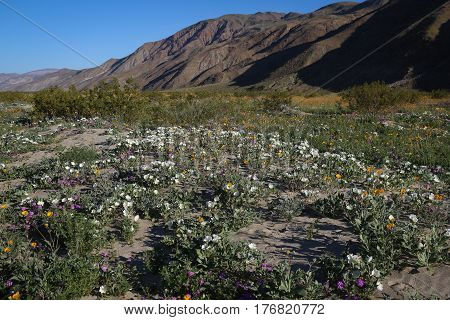 Huge wildflower bloom in Anza Borrego Desert, San Diego County, California after 2017 winter rains, extensive view with flowers and mountains.