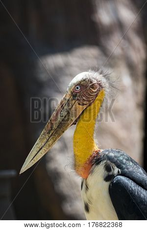 Image of a Lesser adjutant stork. wild animals.