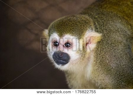 Image of a squirrel monkey in the cage. Wild Animals.