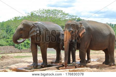 Two adult Asian elephants and a baby elephant in Sri Lanka's Pinnawala area enjoying some water splashing under a hot afternoon sun