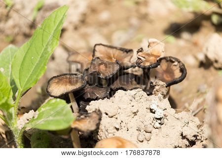 toadstool mushroom in nature . Photo taken by professional camera and lens
