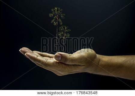Hand Holding Borassus Flabellifer Palm Tree