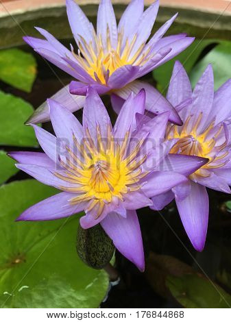 This beautiful waterlily or lotus flower is complimented by the drak colors of the deep blue water surface. Saturated colors and vibrant detail make this an almost surreal image.
