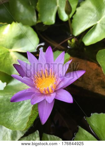 This beautiful waterlily or lotus flower is complimented by the drak colors of the deep blue water surface. Saturated colors and vibrant detail make this an almost surreal image.