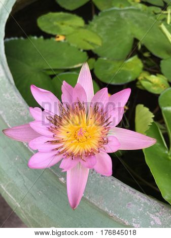 This beautiful waterlily or lotus flower is complimented by the drak colors of the deep blue water surface. Saturated colors and vibrant detail make this an almost surreal image.