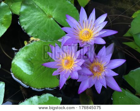 This beautiful waterlily or lotus flower is complimented by the drak colors of the deep blue water surface. Saturated colors and vibrant detail make this an almost surreal image.
