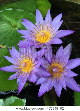 This beautiful waterlily or lotus flower is complimented by the drak colors of the deep blue water surface. Saturated colors and vibrant detail make this an almost surreal image.