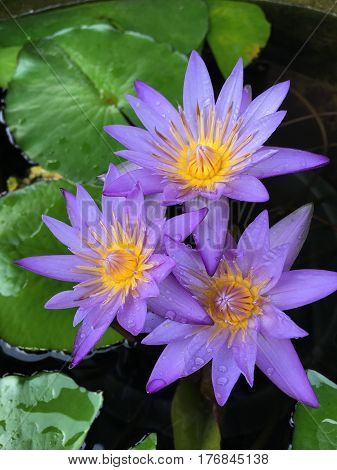 This beautiful waterlily or lotus flower is complimented by the drak colors of the deep blue water surface. Saturated colors and vibrant detail make this an almost surreal image.