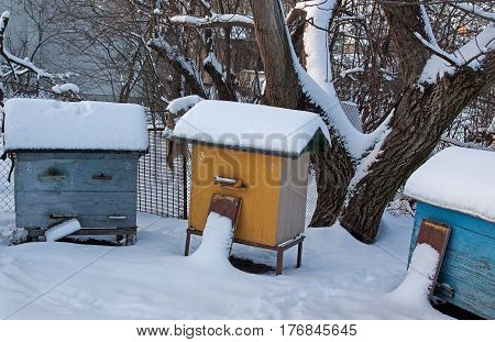 Three hives in winter sprinkled with fluffy snow