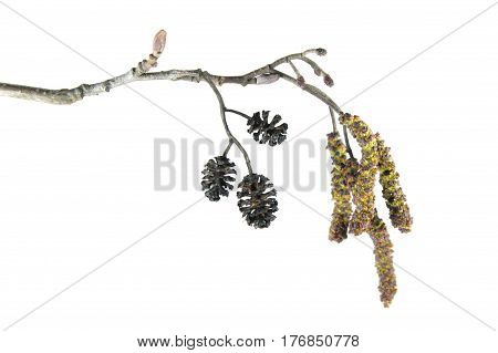 Alder branch with catkins isolated on white background. Branch of black alder (Alnus glutinosa) with male inflorescence and mature cones