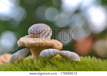Bright Orange Chanterelle Mushroom and snail shells, CANTHARELLUS CIBARIUS on green background.