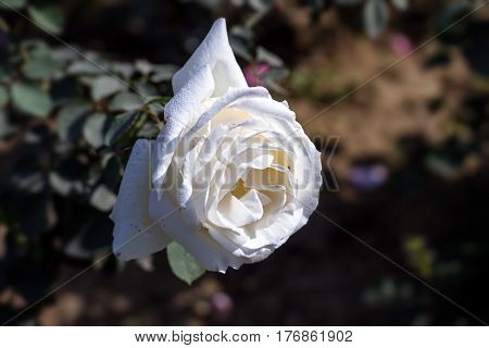 Early morning beautiful rose flower garden, dew on roses with awesome colors and verity with closes look, around fifty of verity of roses in this garden in New Delhi, India
