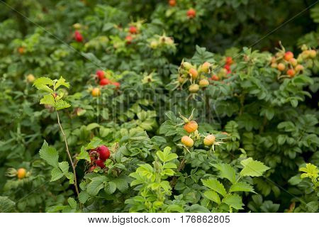 Rose buds on the nature wild shrub