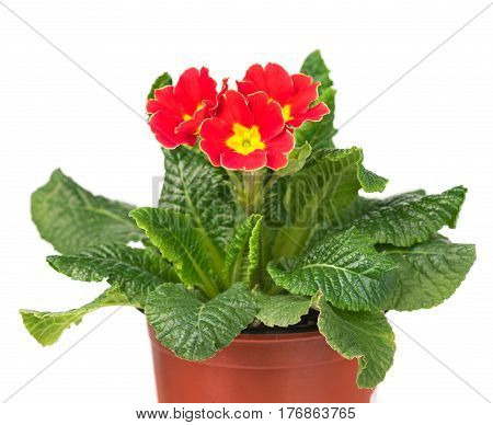 Bright blossoming primrose in the flowerpot isolated over white background