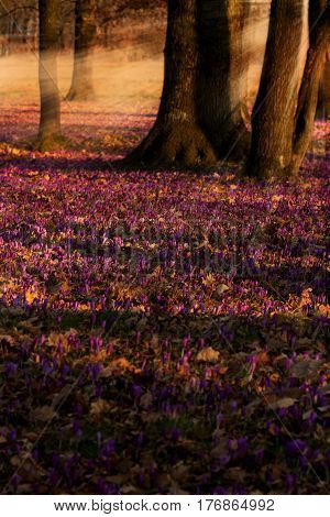 Field of wild purple crocuses with oaks trees valley at sunset. Beauty of wildgrowing spring flowers crocus