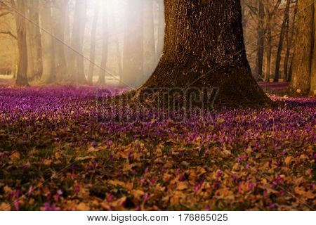 Field of wild purple crocuses with oaks trees valley at sunset. Beauty of wildgrowing spring flowers crocus