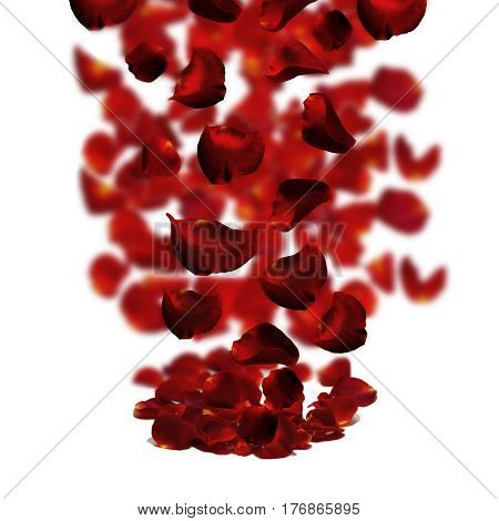 Rose petals fall to the floor. Isolated background.