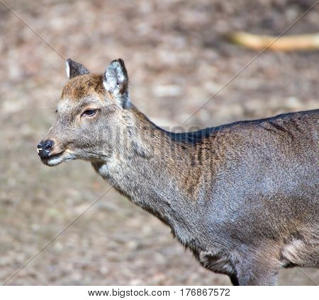 Portrait of a deer in a wildpark