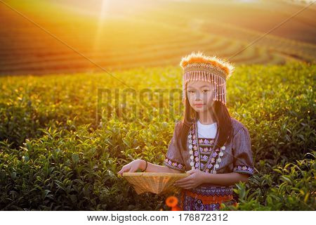Kid and Green tea field in shui fong Chiang rai near Angkhang Chiang mai Thailand