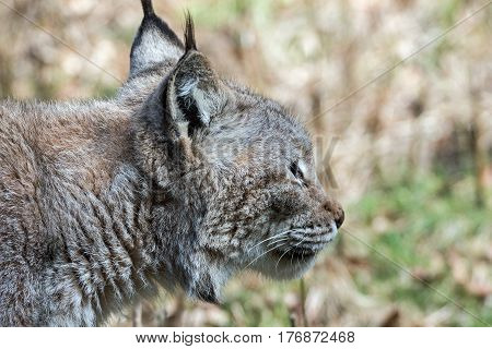 Portrait of a lynx in a wildpark
