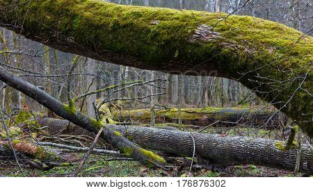 Monumental ash trees broken lying in deciduous stand, Bialowieza Forest, Poland, Europe