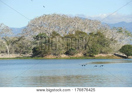 Bird Island On The Lake Of Suchitlan Near Suchitoto