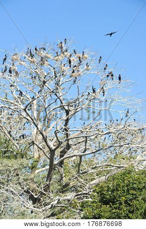 Bird Island On The Lake Of Suchitlan Near Suchitoto