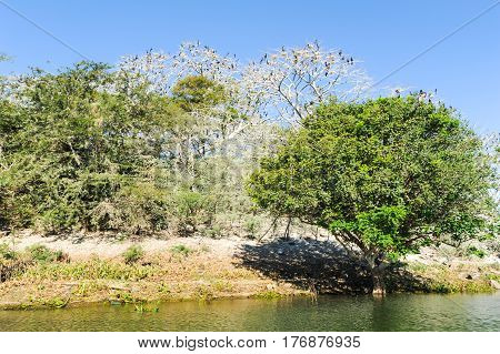 Bird Island On The Lake Of Suchitlan Near Suchitoto