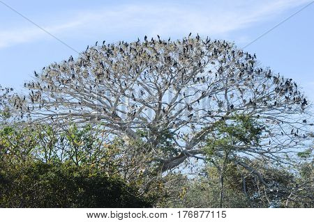 Bird Island On The Lake Of Suchitlan Near Suchitoto