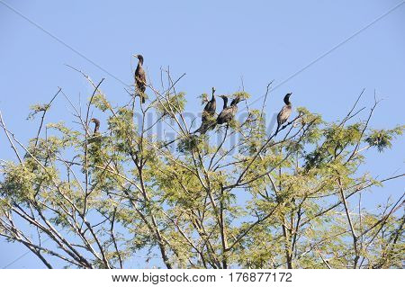 Bird Island On The Lake Of Suchitlan Near Suchitoto