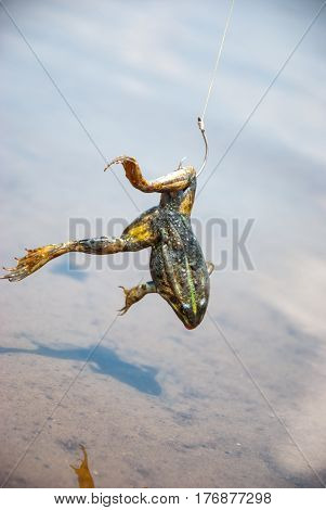 Fishing. Bait for cat-fish - frog on hook on the river.