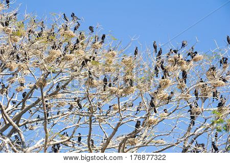 Bird Island On The Lake Of Suchitlan Near Suchitoto