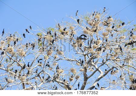 Bird Island On The Lake Of Suchitlan Near Suchitoto