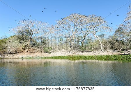 Bird Island On The Lake Of Suchitlan Near Suchitoto