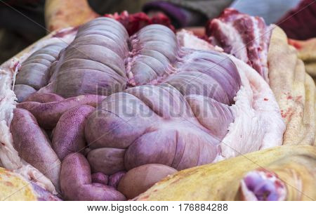 Guts inside a cut pig. Chitterlings raw