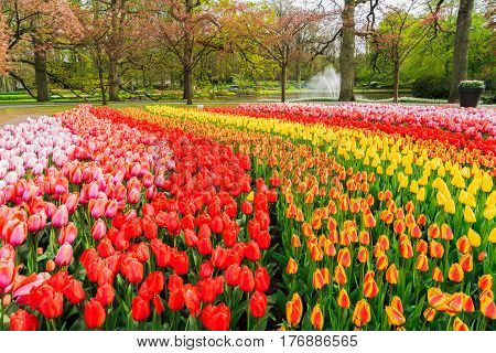 Colorful growing pink, red, orange and yellow tulips flowerbed in spring formal garden
