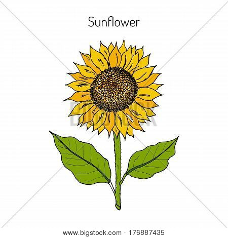 sunflower Helianthus annuus . Hand drawn botanical vector illustration