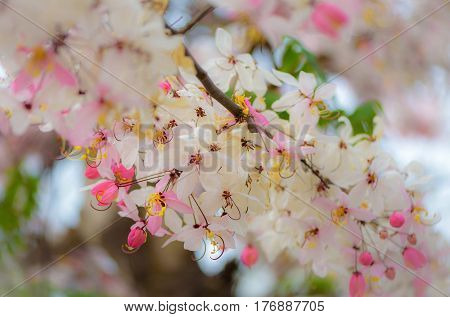 Pink cassia(Wishing tree pink shower cassia bakeriana craib) with bokeh background in Thailand. Selective focus