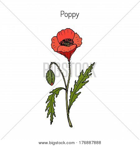Opium Poppy or Papaver somniferum. Hand drawn botanical vector illustration