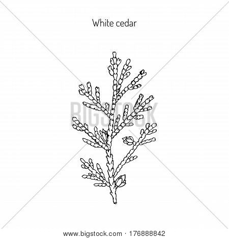 White cedar, thuja occidentalis. Hand drawn botanical vector illustration
