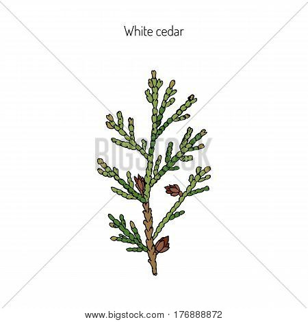 White cedar, thuja occidentalis. Hand drawn botanical vector illustration